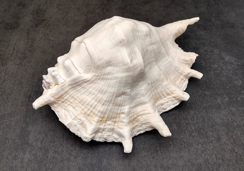 Giant spider conch - giant, seashell