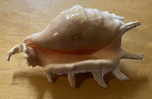 Common spider conch shell - spider,