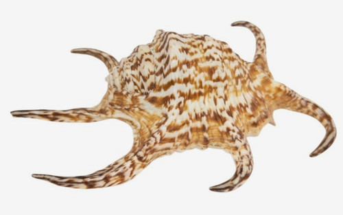 Lambis chiragra spider - lambis,