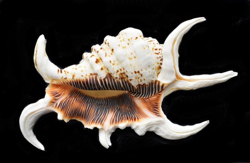 One beautiful spyder conch - one,
